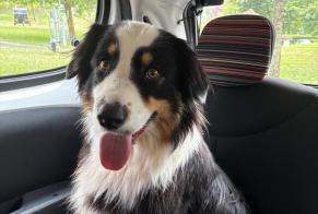 Avviso Ritrovamento Cane  Femmina Étupes Francia