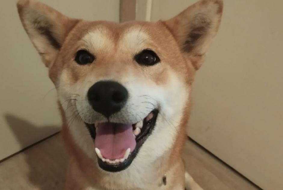 Avviso scomparsa Cane  Femmina , 2 anni Tournon-sur-Rhône Francia