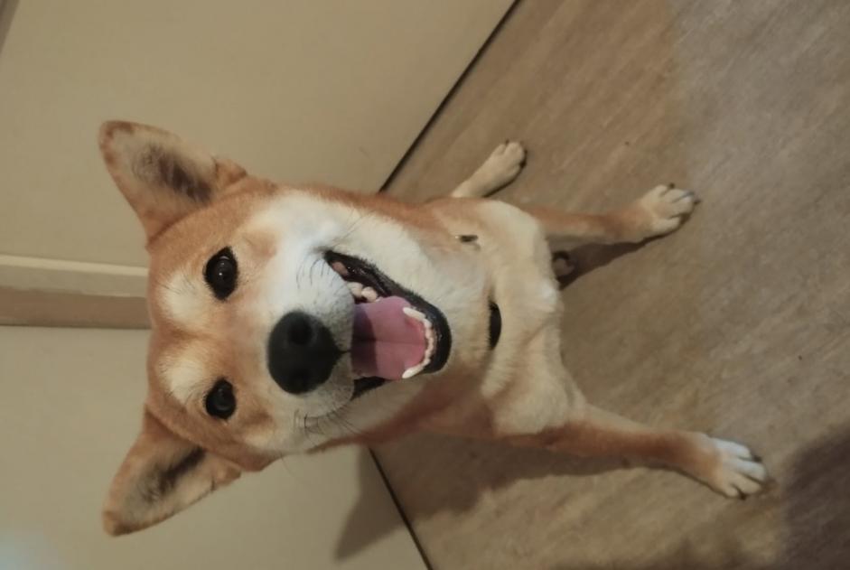 Avviso scomparsa Cane  Femmina , 2 anni Tournon-sur-Rhône Francia