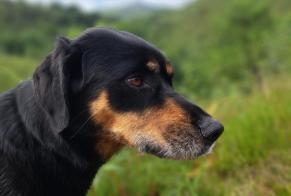 Avviso scomparsa Cane incrocio di razze  Femmina , 5 anni Anglet Francia