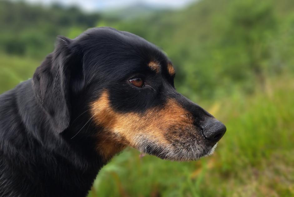 Avviso scomparsa Cane incrocio di razze  Femmina , 5 anni Anglet Francia