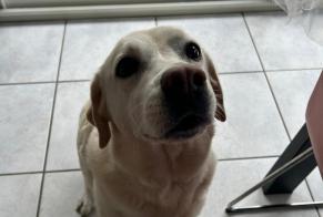 Avviso scomparsa Cane  Femmina , 8 anni Biarritz Francia