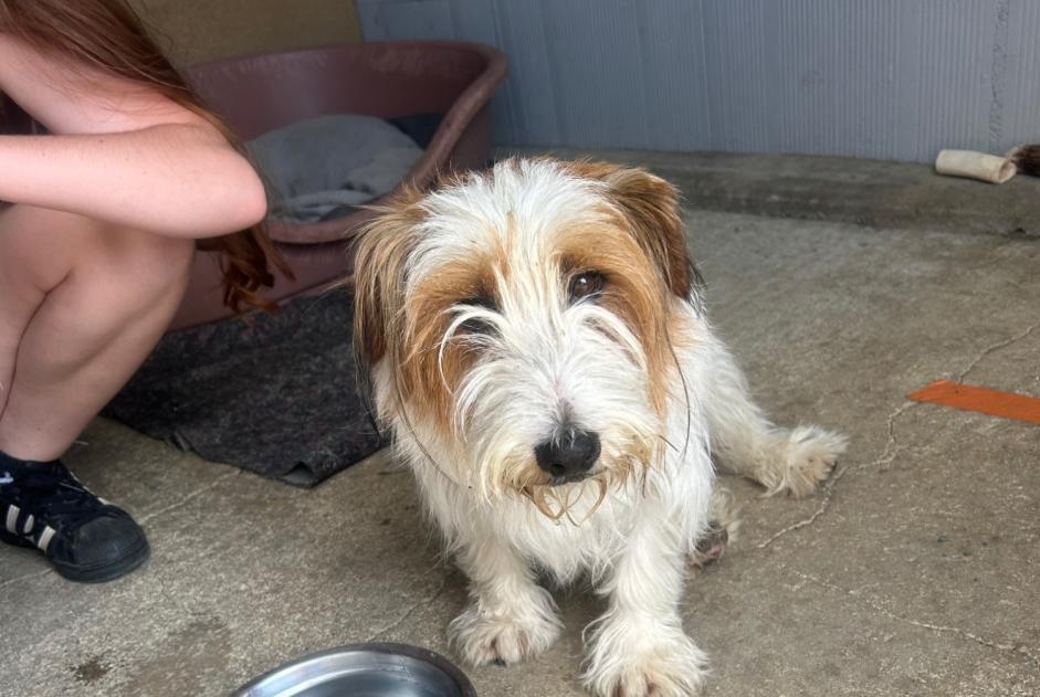 Ontdekkingsalarm Hond rassenvermenging  Mannetje Saint-Martin-de-Sanzay Frankrijk
