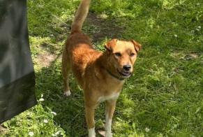 Verdwijningsalarm Hond Mannetje , 2 jaar Cannes Frankrijk
