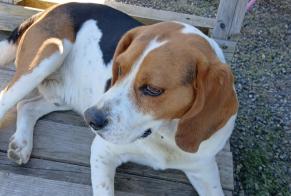 Verdwijningsalarm Hond  Mannetje , 7 jaar Betchat Frankrijk
