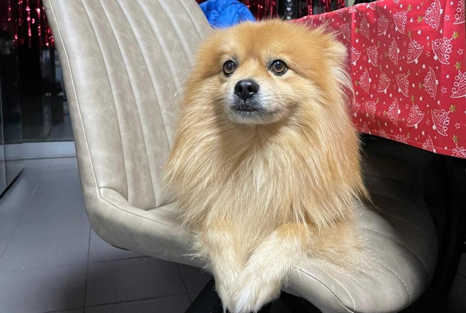 Verdwijningsalarm Hond  Mannetje , 10 jaar Paris Frankrijk