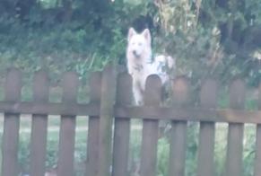 Ontdekkingsalarm Hond rassenvermenging  Vrouwtje Teneur Frankrijk