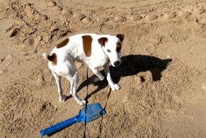 Verdwijningsalarm Hond  Mannetje , 6 jaar Dardilly Frankrijk