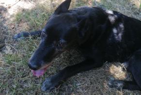 Ontdekkingsalarm Hond Onbekend Saint-Gérons Frankrijk