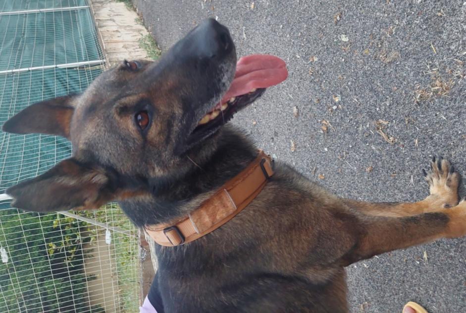 Ontdekkingsalarm Hond rassenvermenging  Mannetje , 3 jaar Draguignan Frankrijk