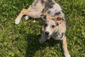 Alerta desaparecimento Cão cruzamento  Macho , 0 anos Lyon France