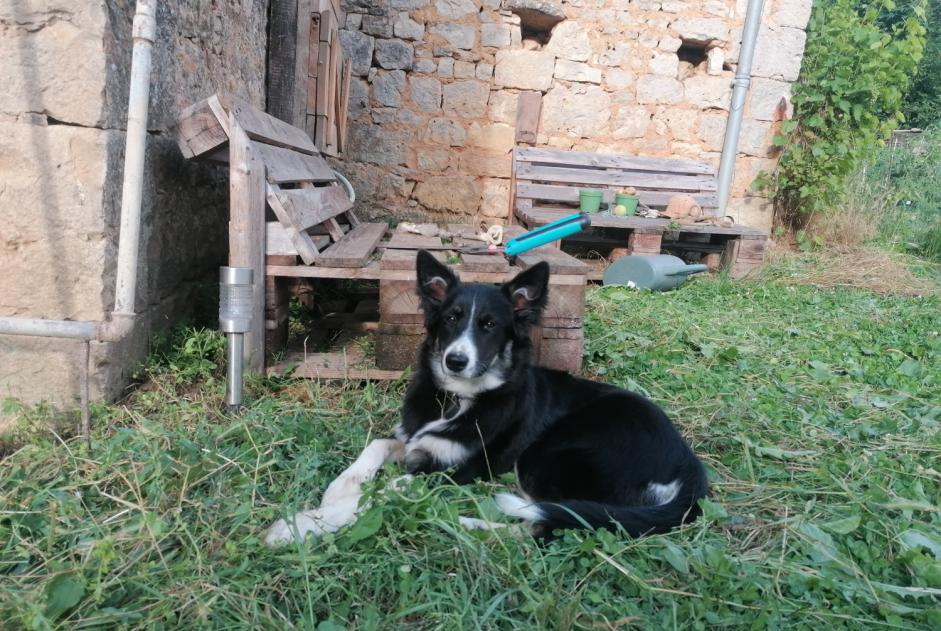 Alerta desaparecimento Cão  Fêmea , 1 anos Cœur de Causse France