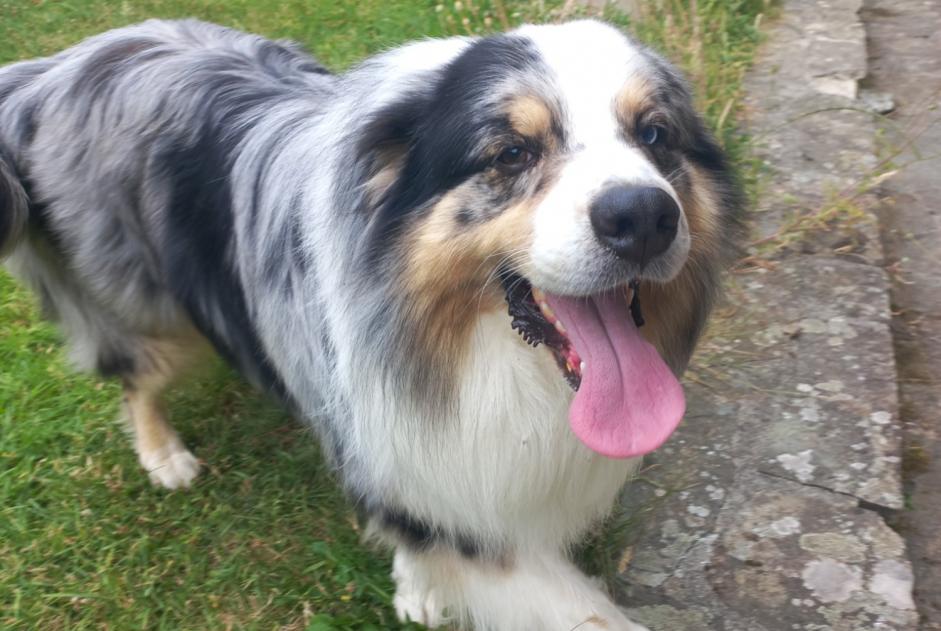 Alerta descoberta Cão  Desconhecido Thury-Harcourt-le-Hom France