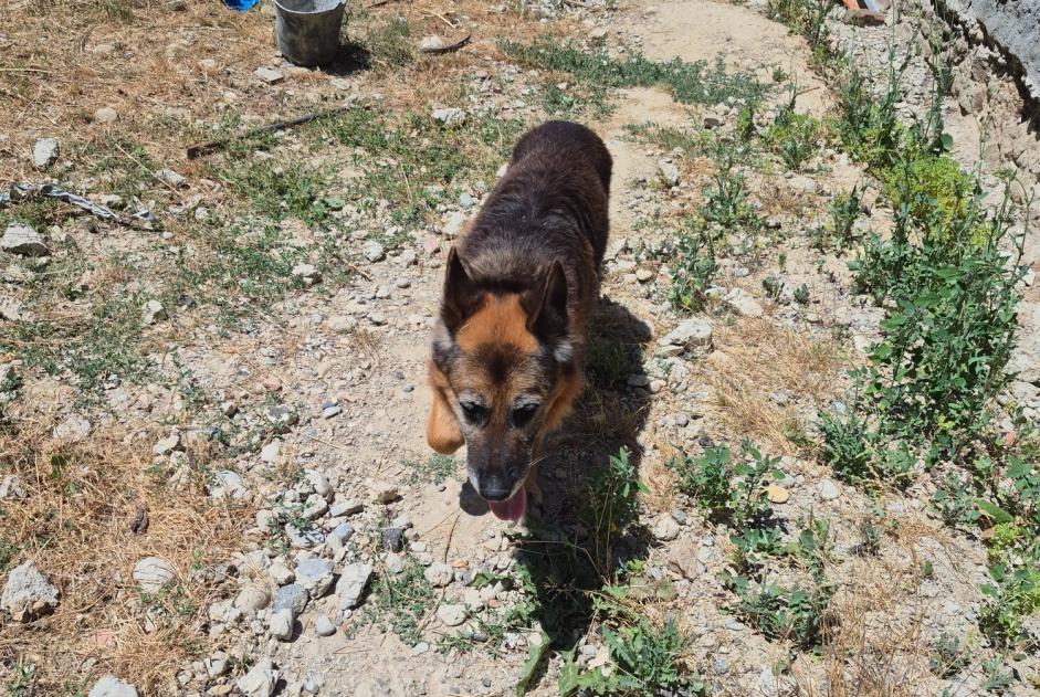 Alerta descoberta Cão  Macho Saint-Victor-de-Cessieu France