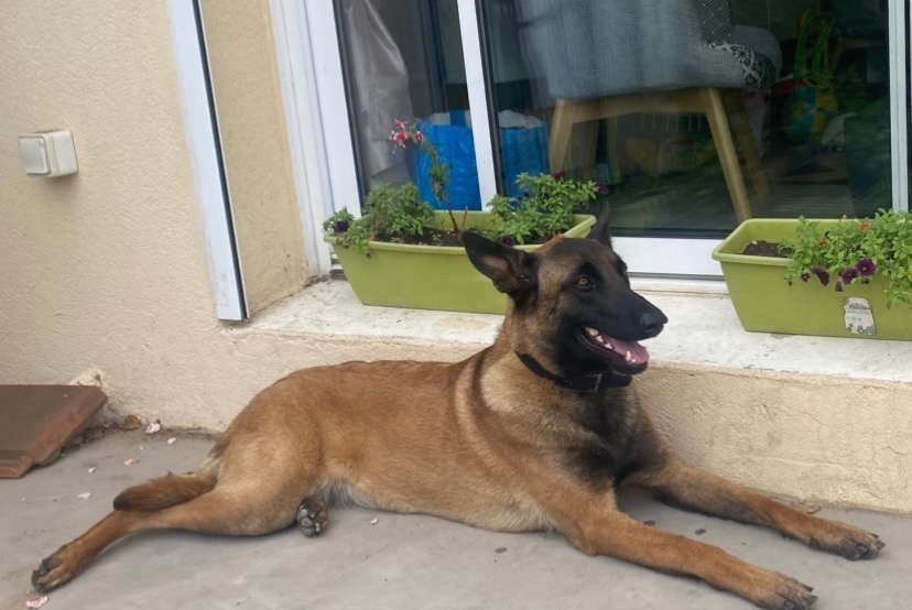 Alerta desaparecimento Cão  Fêmea , 3 anos Longpont-sur-Orge France