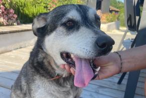 Alerta descoberta Cão cruzamento  Macho Saint-Rémy France