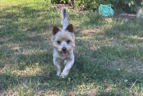 Alerta descoberta Cão  Fêmea Leffrinckoucke France